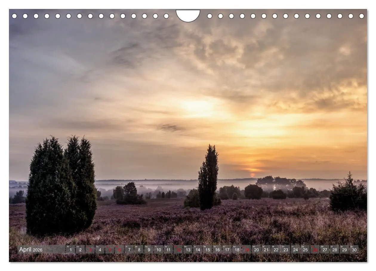 Bild: 9783457357408 | Die Lüneburger Heide - In voller Blüte (Wandkalender 2026 DIN A4...
