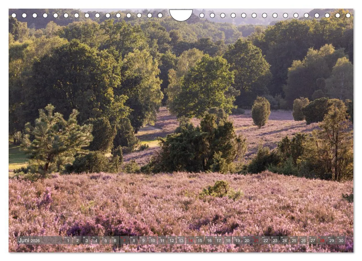 Bild: 9783457357408 | Die Lüneburger Heide - In voller Blüte (Wandkalender 2026 DIN A4...