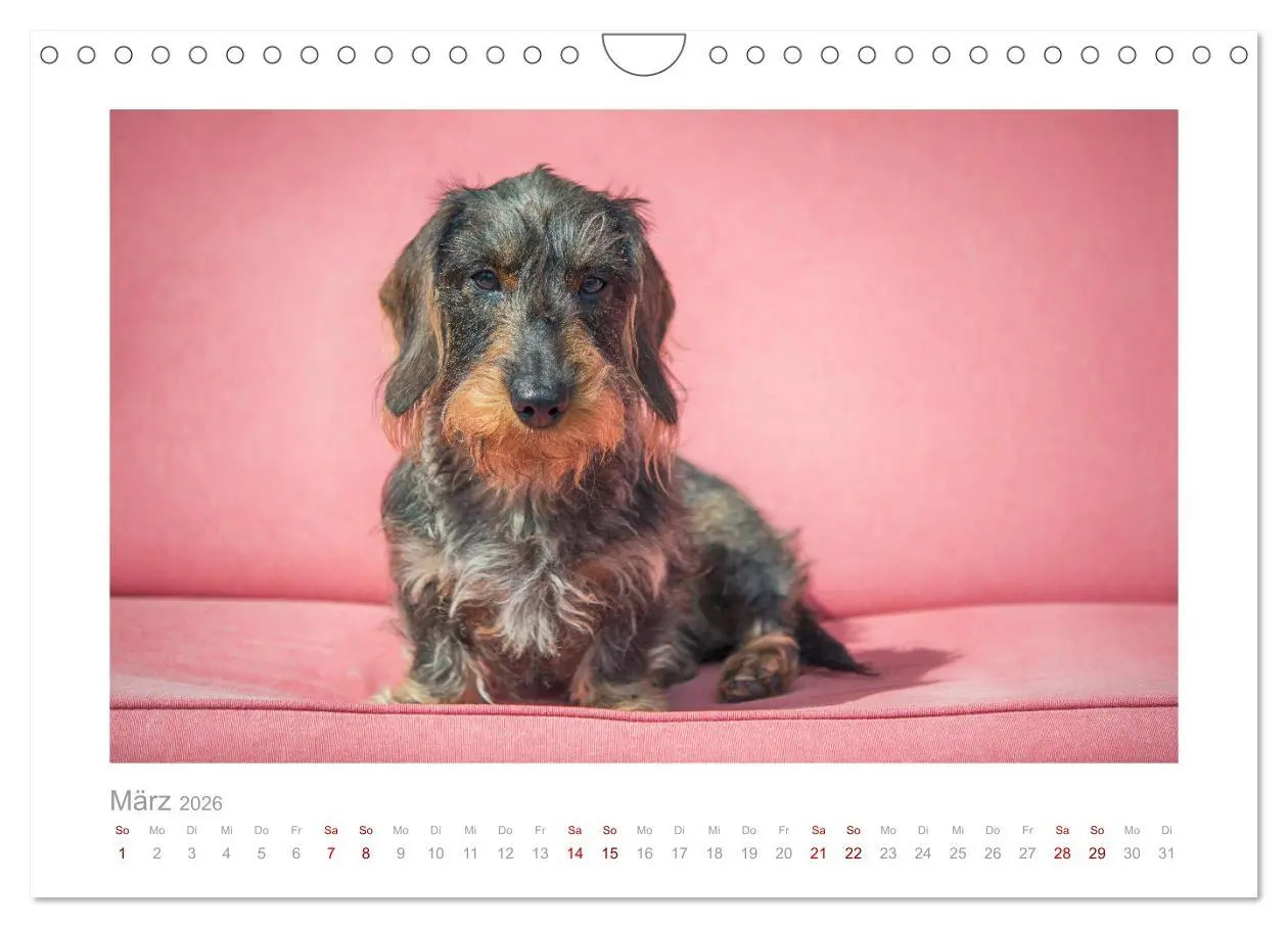 Bild: 9783457667408 | Dackelblicke - ein bezaubernder Rauhaardackel (Wandkalender 2026...