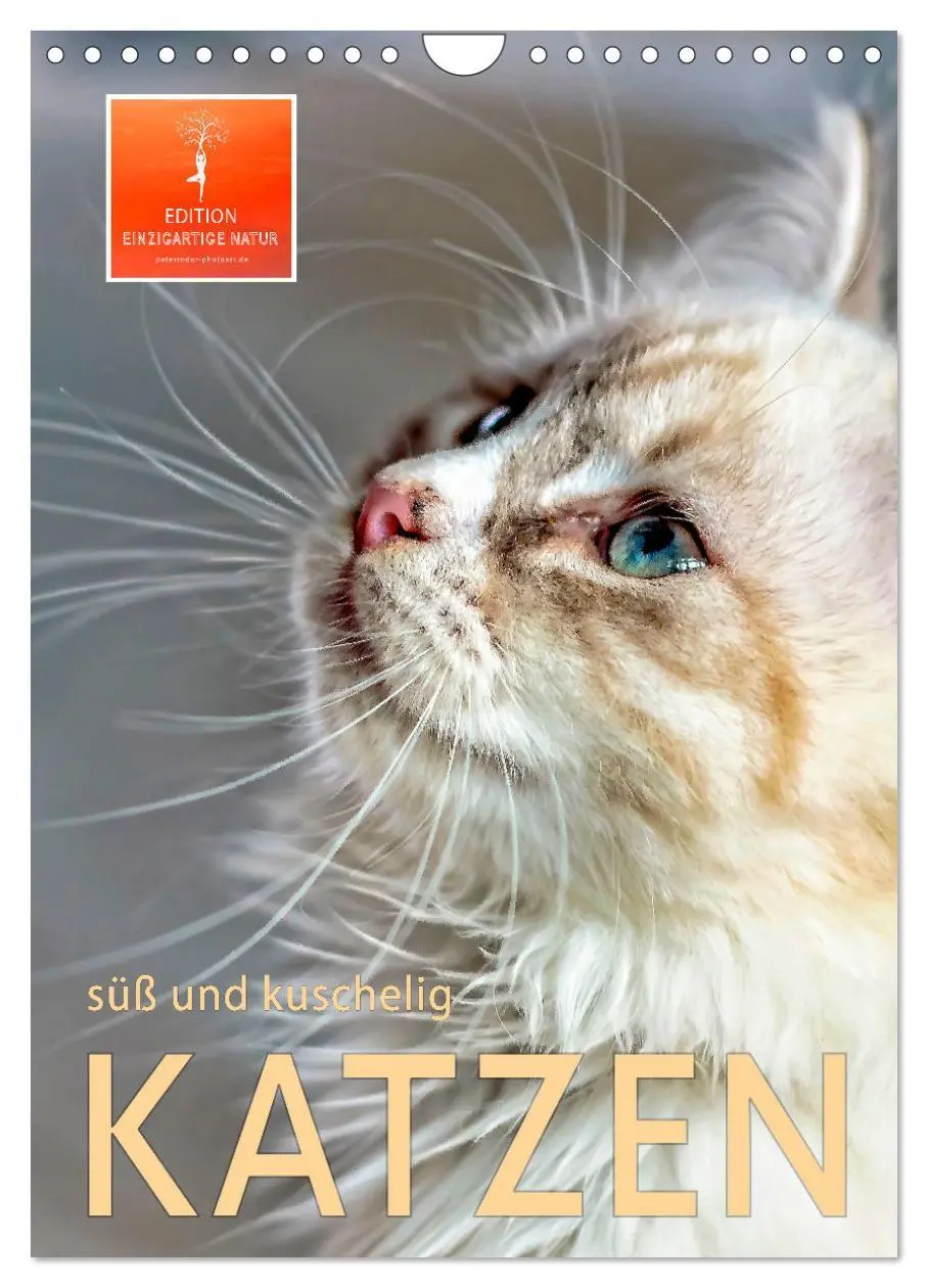 Cover: 9783516367508 | Katzen - süß und kuschelig (Wandkalender 2026 DIN A4 hoch),...