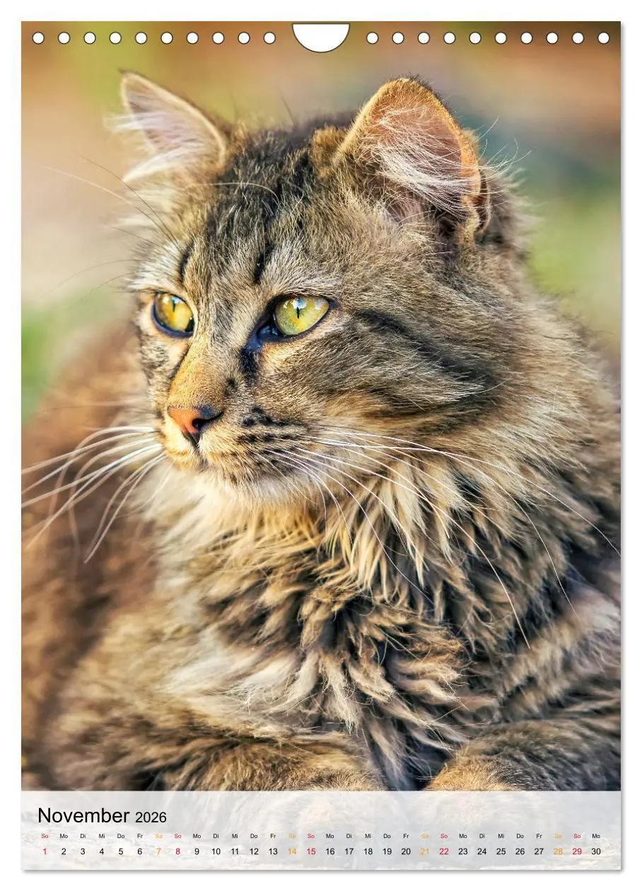 Bild: 9783516367508 | Katzen - süß und kuschelig (Wandkalender 2026 DIN A4 hoch),...
