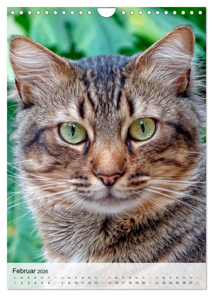 Bild: 9783516367508 | Katzen - süß und kuschelig (Wandkalender 2026 DIN A4 hoch),...