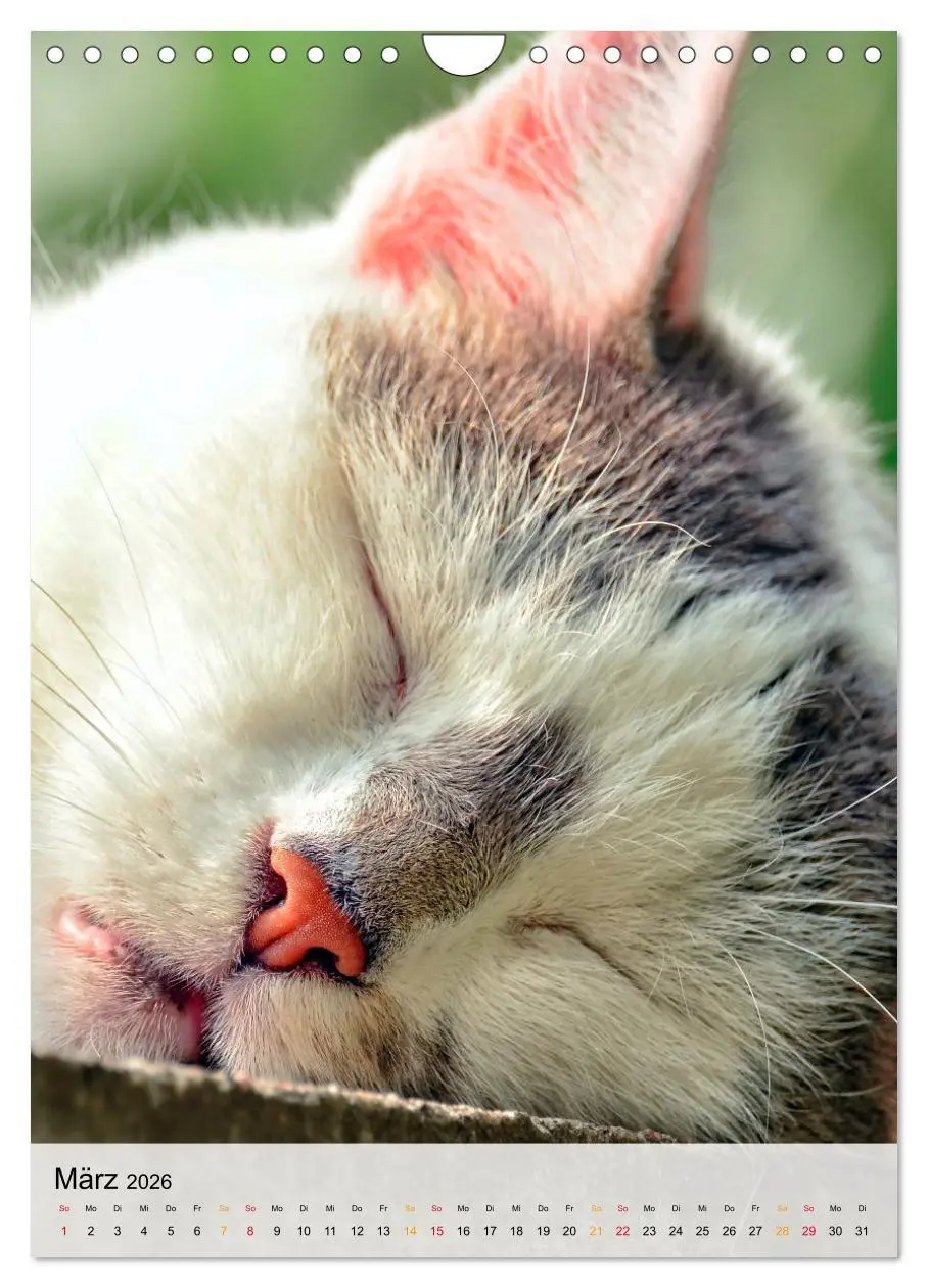 Bild: 9783516367508 | Katzen - süß und kuschelig (Wandkalender 2026 DIN A4 hoch),...