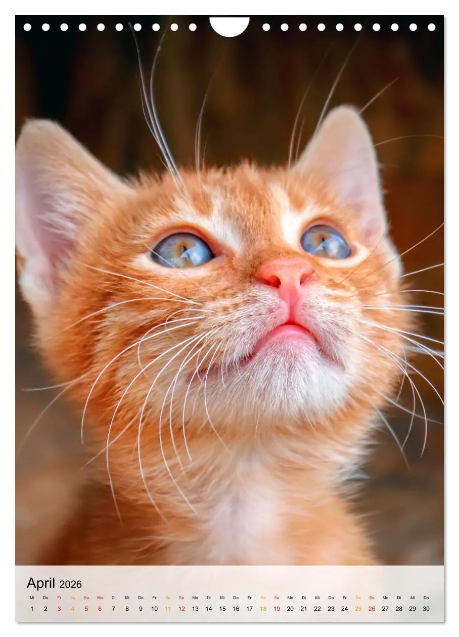 Bild: 9783516367508 | Katzen - süß und kuschelig (Wandkalender 2026 DIN A4 hoch),...