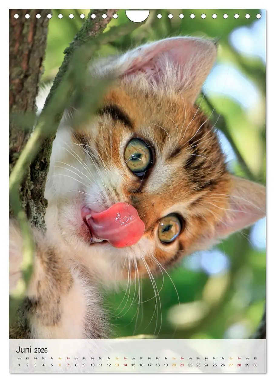 Bild: 9783516367508 | Katzen - süß und kuschelig (Wandkalender 2026 DIN A4 hoch),...
