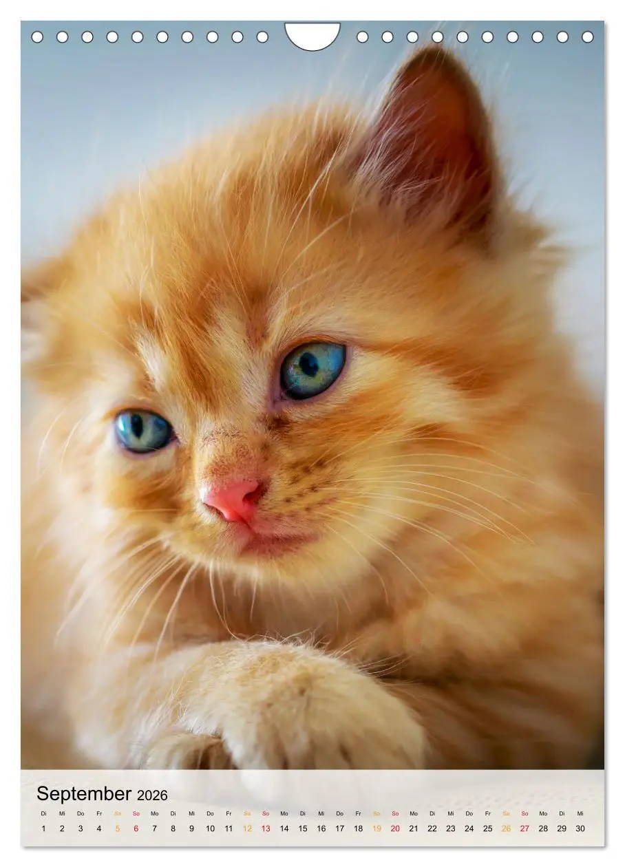 Bild: 9783516367508 | Katzen - süß und kuschelig (Wandkalender 2026 DIN A4 hoch),...