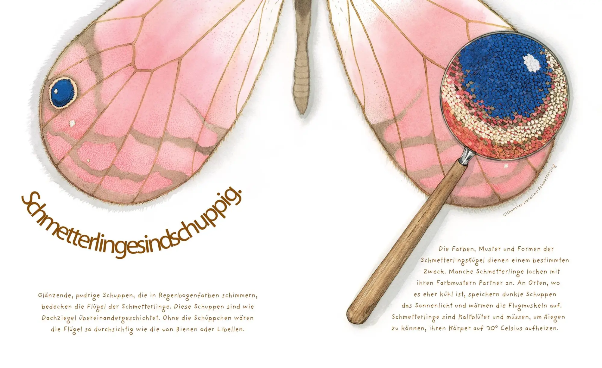 Bild: 9783785587508 | Das wundersame Leben der Schmetterlinge | Dianna Aston | Buch | 40 S.