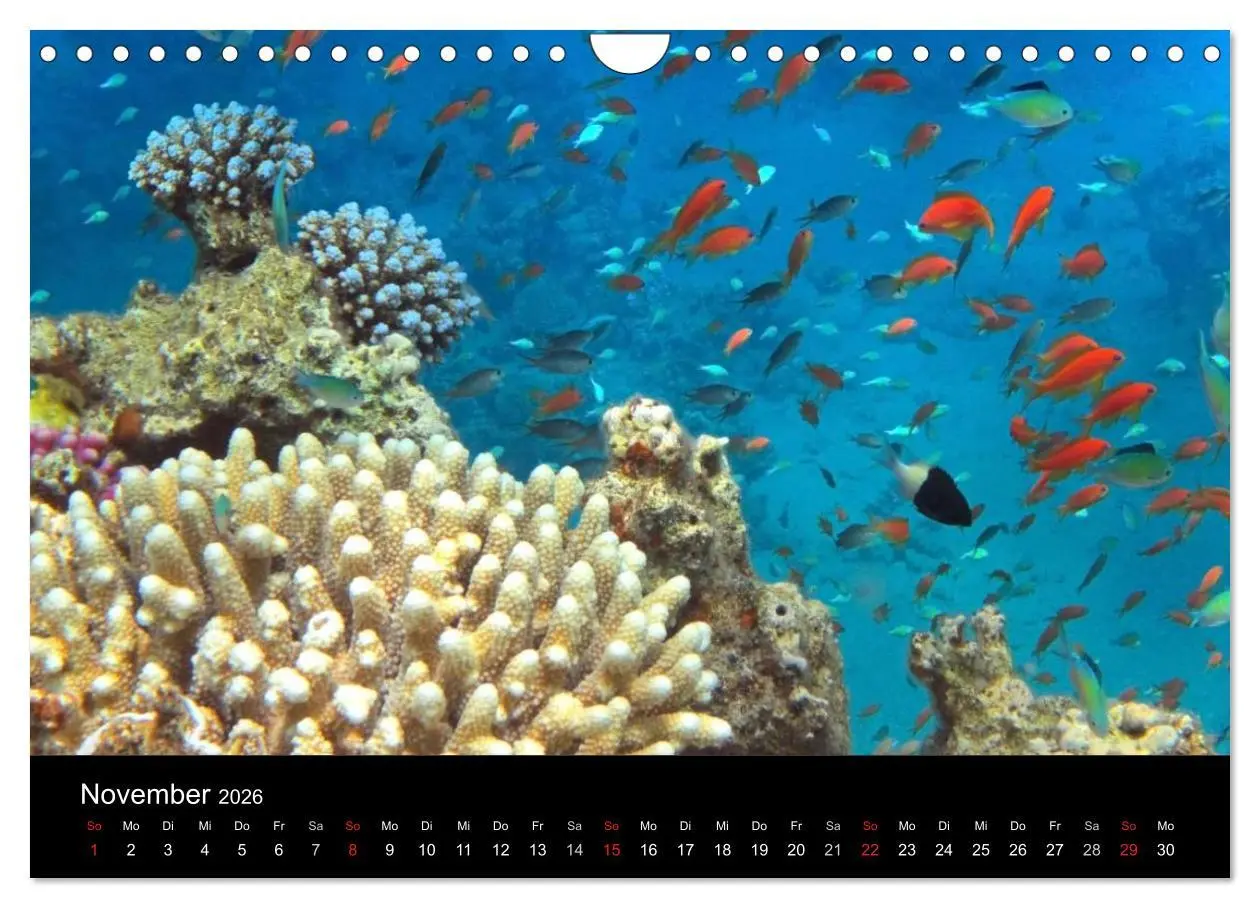 Bild: 9783516117608 | Träume unter Wasser (Wandkalender 2026 DIN A4 quer), CALVENDO...