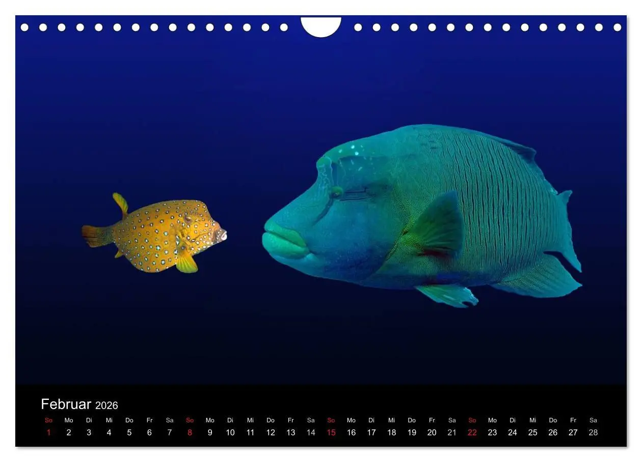 Bild: 9783516117608 | Träume unter Wasser (Wandkalender 2026 DIN A4 quer), CALVENDO...
