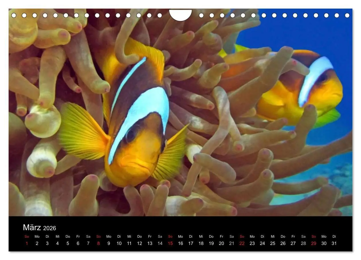 Bild: 9783516117608 | Träume unter Wasser (Wandkalender 2026 DIN A4 quer), CALVENDO...