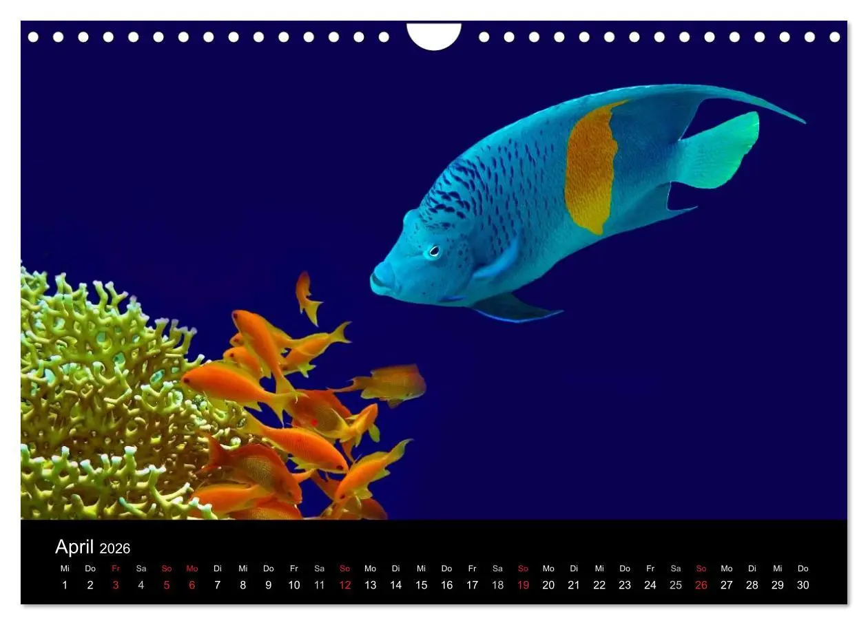 Bild: 9783516117608 | Träume unter Wasser (Wandkalender 2026 DIN A4 quer), CALVENDO...