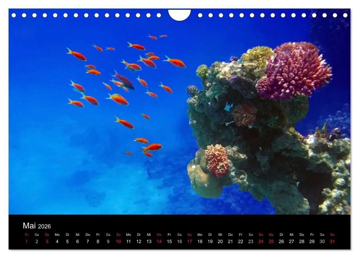 Bild: 9783516117608 | Träume unter Wasser (Wandkalender 2026 DIN A4 quer), CALVENDO...