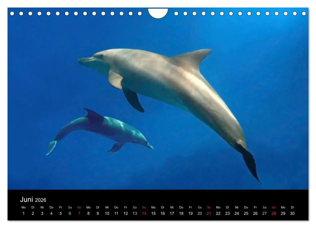 Bild: 9783516117608 | Träume unter Wasser (Wandkalender 2026 DIN A4 quer), CALVENDO...