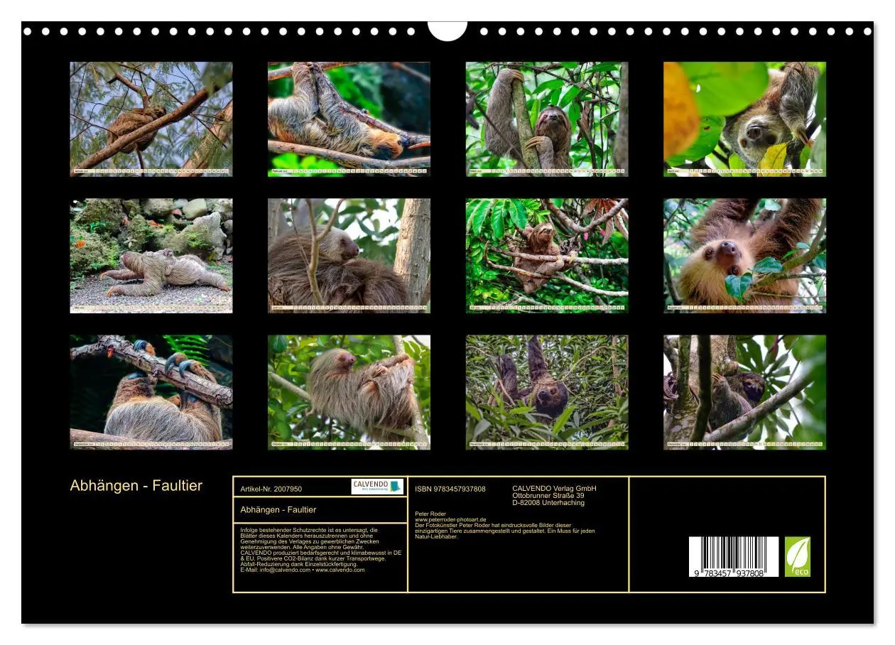 Bild: 9783457937808 | Abhängen - Faultier (Wandkalender 2026 DIN A3 quer), CALVENDO...