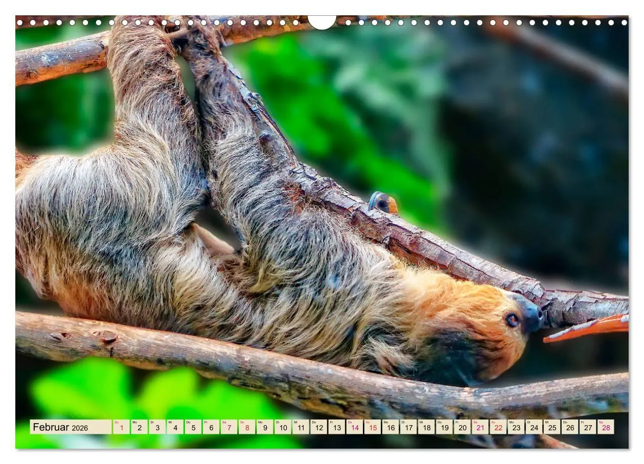 Bild: 9783457937808 | Abhängen - Faultier (Wandkalender 2026 DIN A3 quer), CALVENDO...