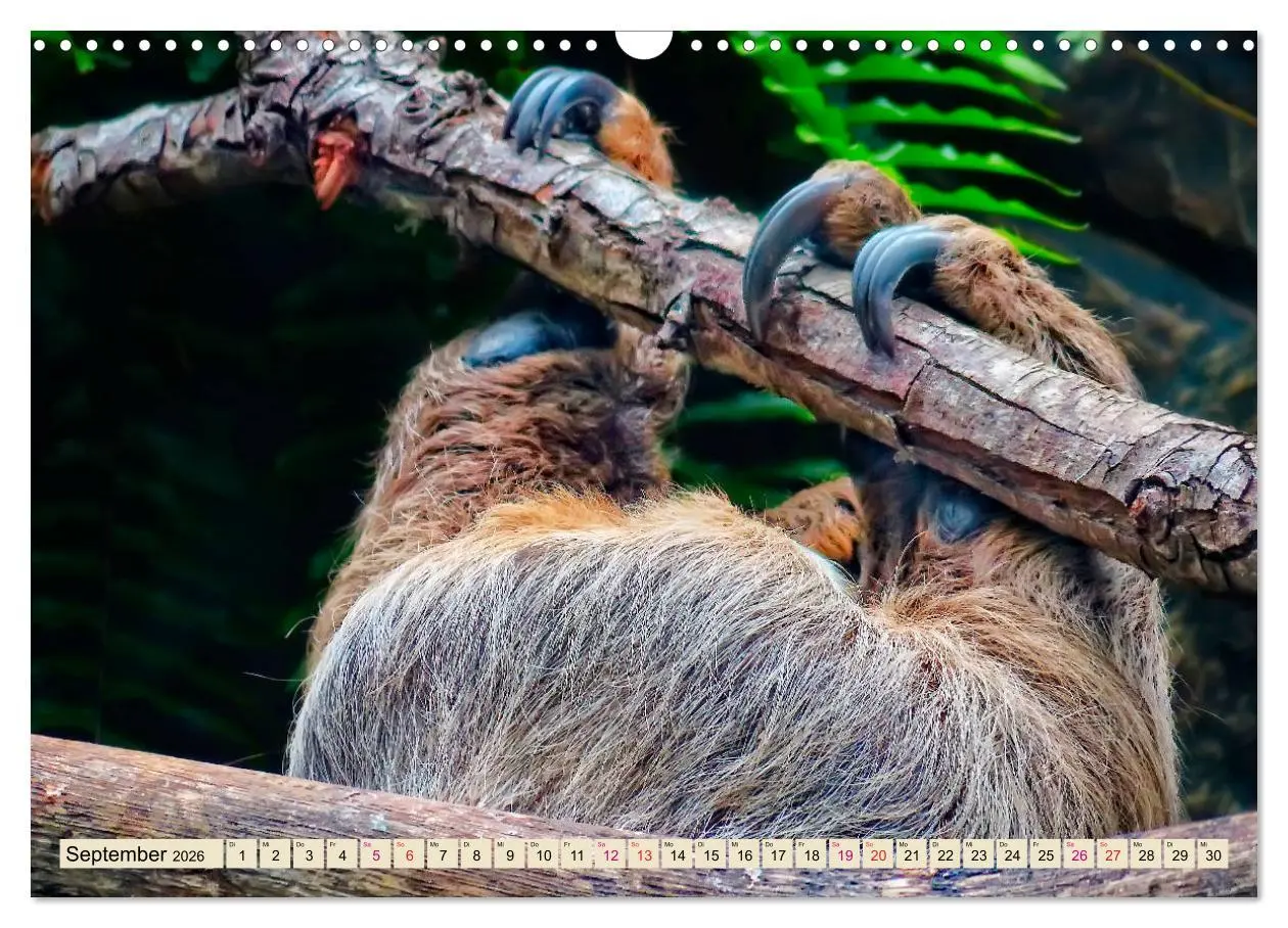 Bild: 9783457937808 | Abhängen - Faultier (Wandkalender 2026 DIN A3 quer), CALVENDO...