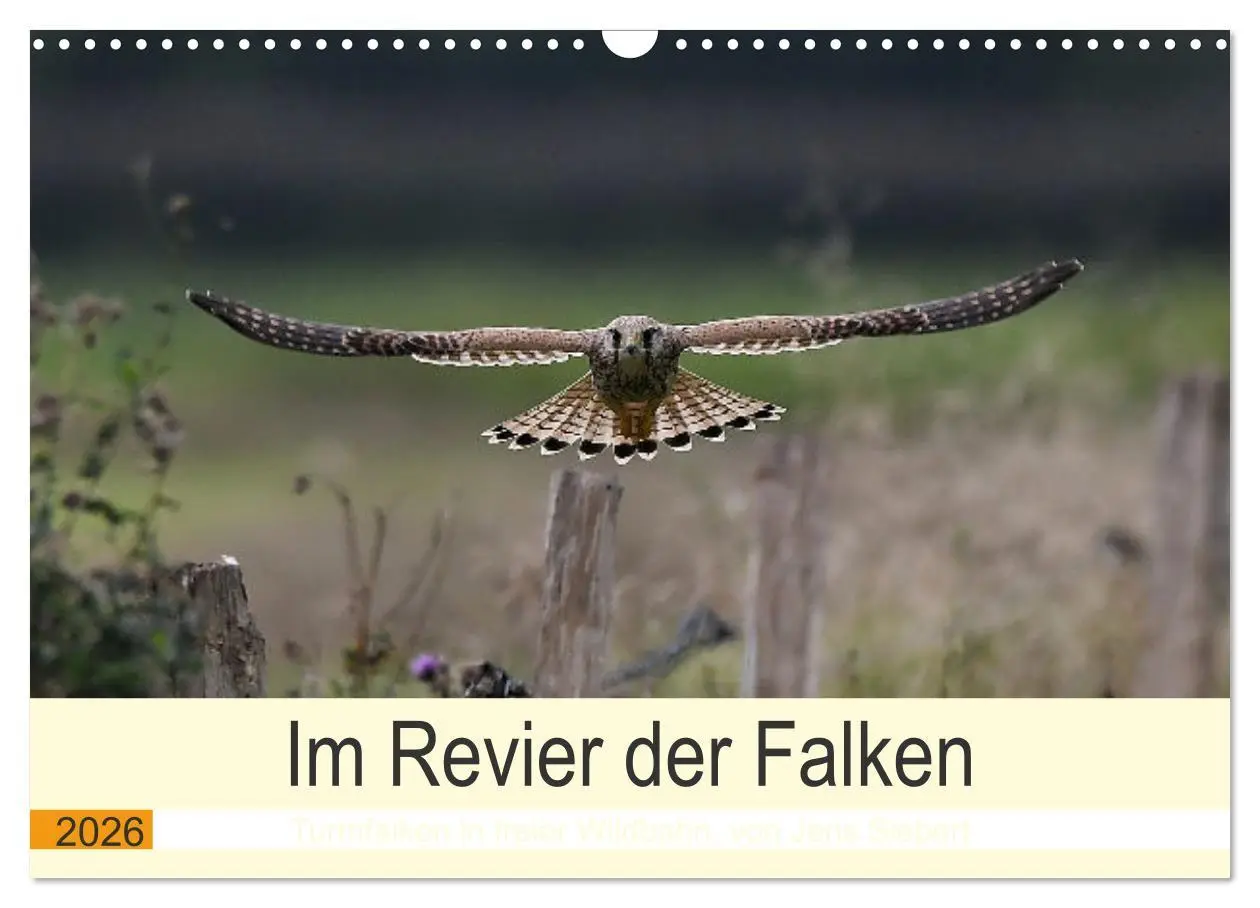 Cover: 9783457617908 | Im Revier der Falken (Wandkalender 2026 DIN A3 quer), CALVENDO...