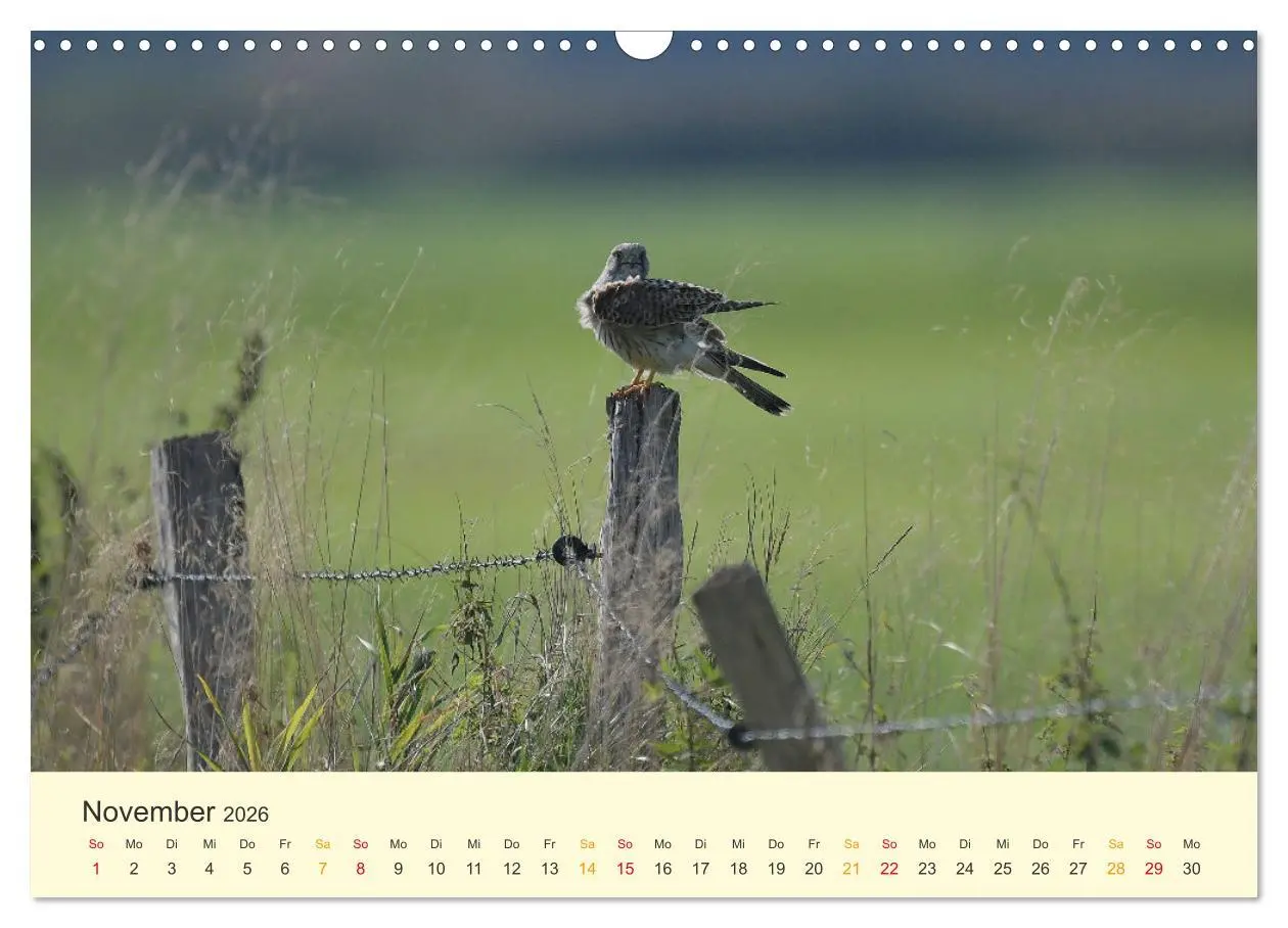 Bild: 9783457617908 | Im Revier der Falken (Wandkalender 2026 DIN A3 quer), CALVENDO...