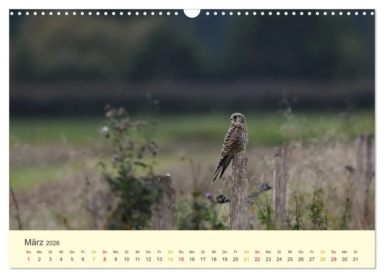 Bild: 9783457617908 | Im Revier der Falken (Wandkalender 2026 DIN A3 quer), CALVENDO...