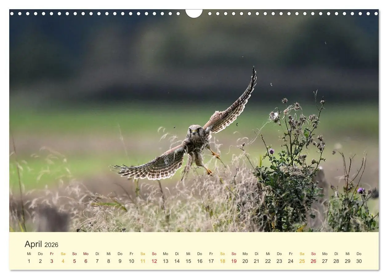 Bild: 9783457617908 | Im Revier der Falken (Wandkalender 2026 DIN A3 quer), CALVENDO...