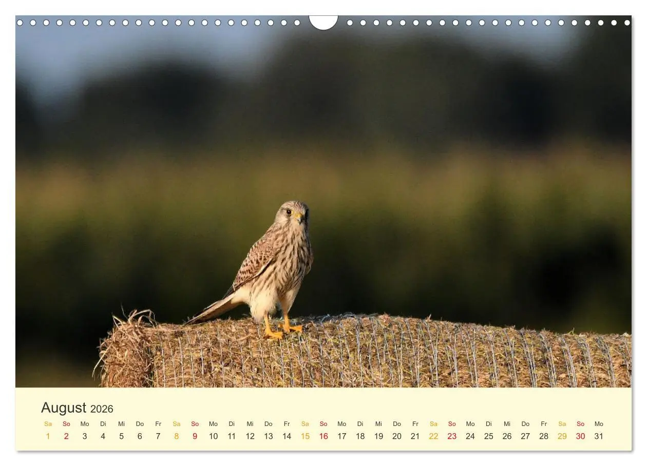 Bild: 9783457617908 | Im Revier der Falken (Wandkalender 2026 DIN A3 quer), CALVENDO...