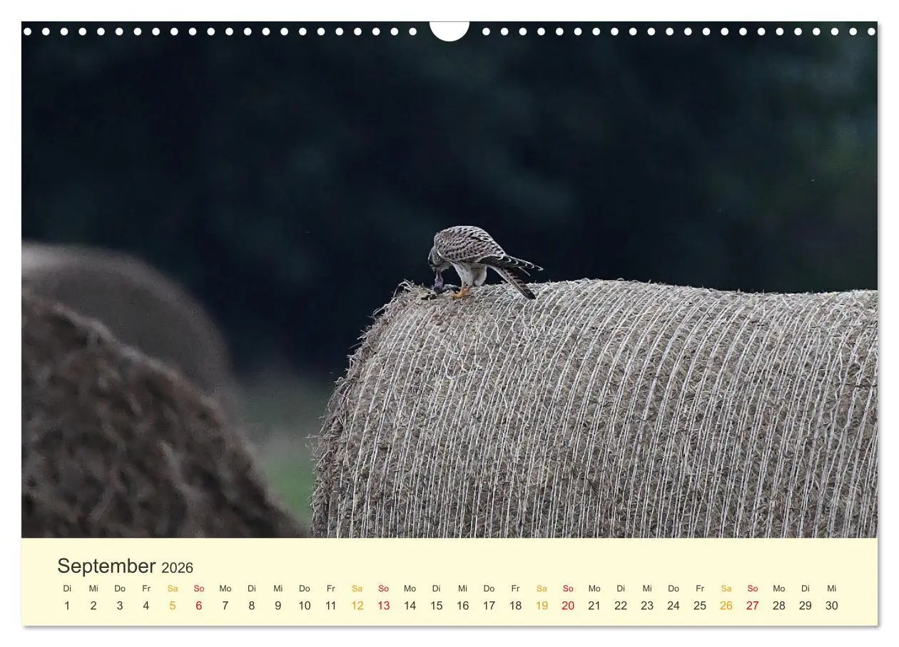 Bild: 9783457617908 | Im Revier der Falken (Wandkalender 2026 DIN A3 quer), CALVENDO...