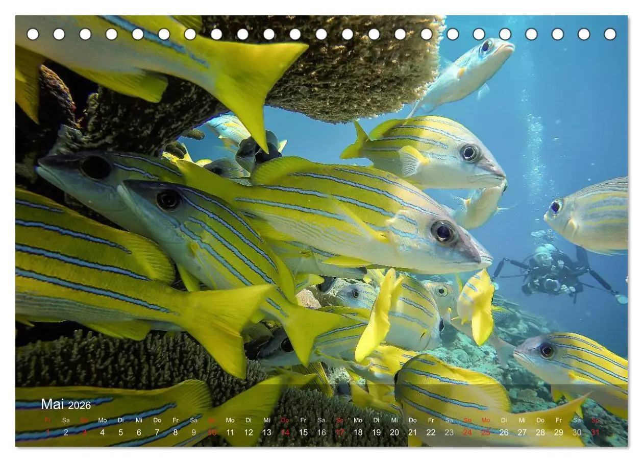 Bild: 9783516068108 | Malediven Impressionen aus dem Paradies (Tischkalender 2026 DIN A5...