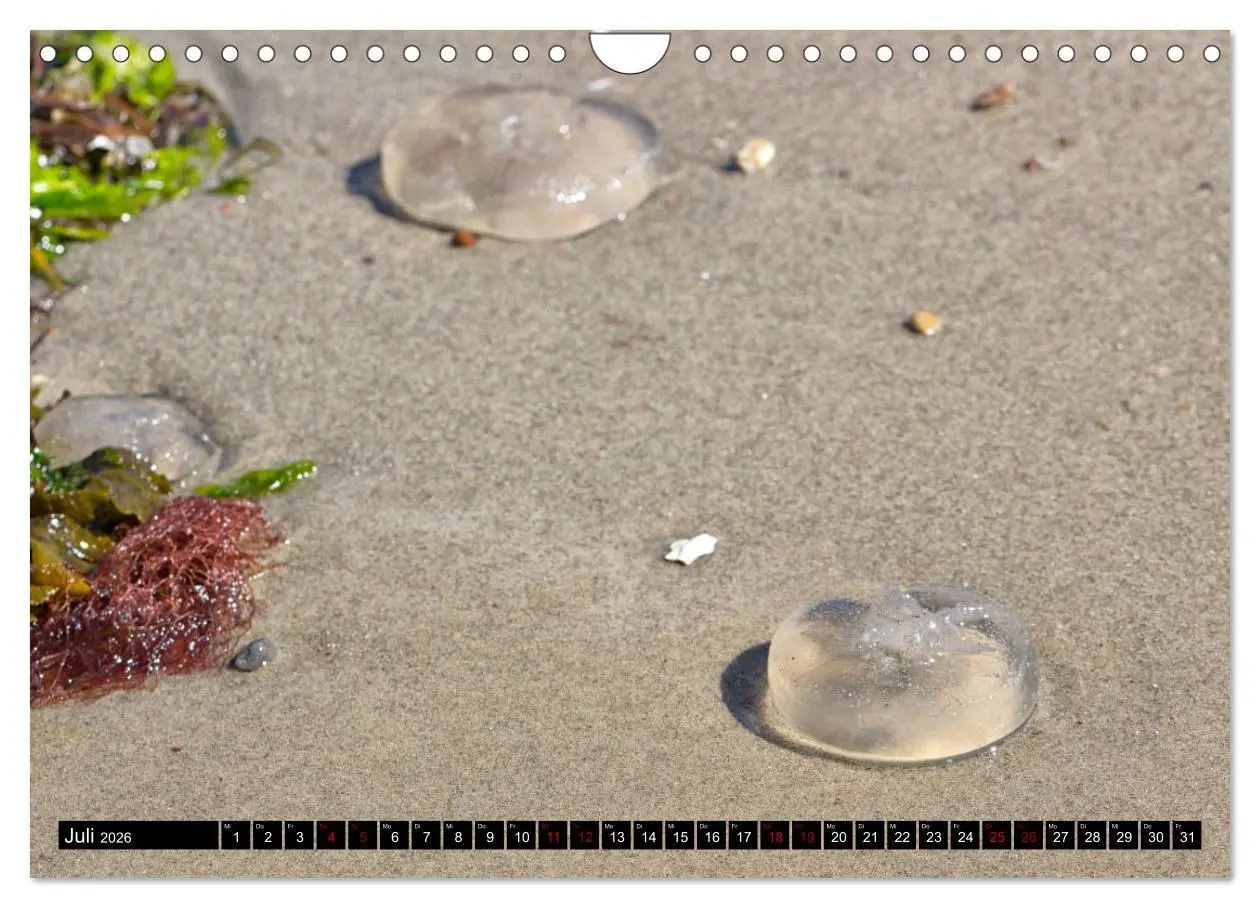 Bild: 9783457898208 | Laboe - Urlaub am Meer (Wandkalender 2026 DIN A4 quer), CALVENDO...