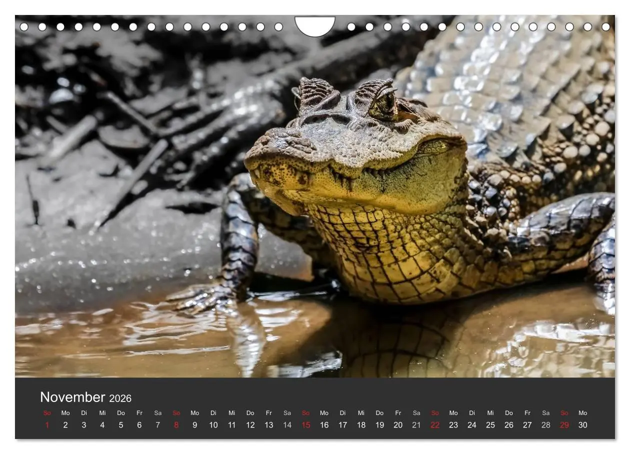 Bild: 9783516128208 | Costa Rica tierisch gut 2026 (Wandkalender 2026 DIN A4 quer),...