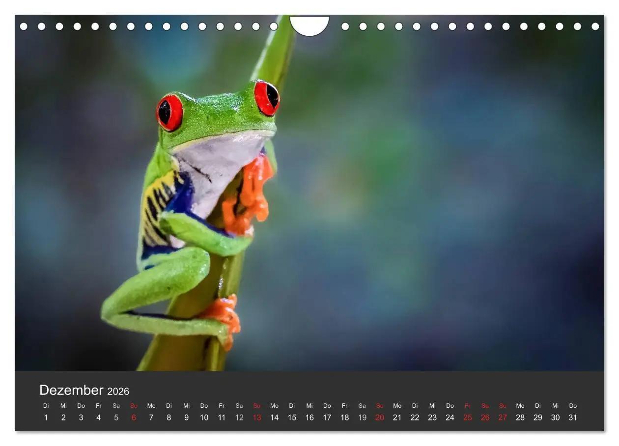 Bild: 9783516128208 | Costa Rica tierisch gut 2026 (Wandkalender 2026 DIN A4 quer),...