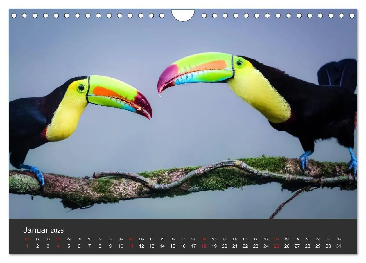 Bild: 9783516128208 | Costa Rica tierisch gut 2026 (Wandkalender 2026 DIN A4 quer),...