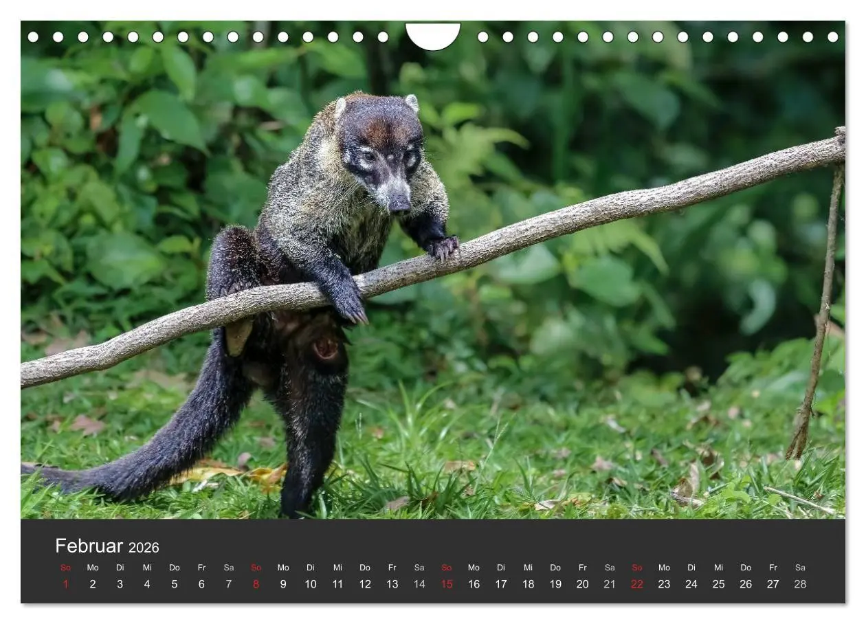 Bild: 9783516128208 | Costa Rica tierisch gut 2026 (Wandkalender 2026 DIN A4 quer),...