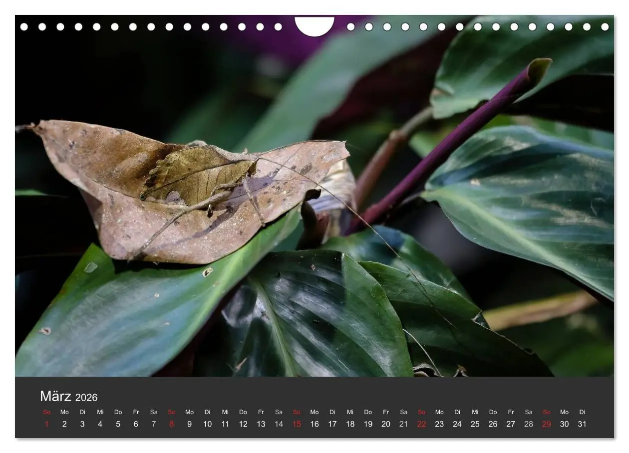 Bild: 9783516128208 | Costa Rica tierisch gut 2026 (Wandkalender 2026 DIN A4 quer),...
