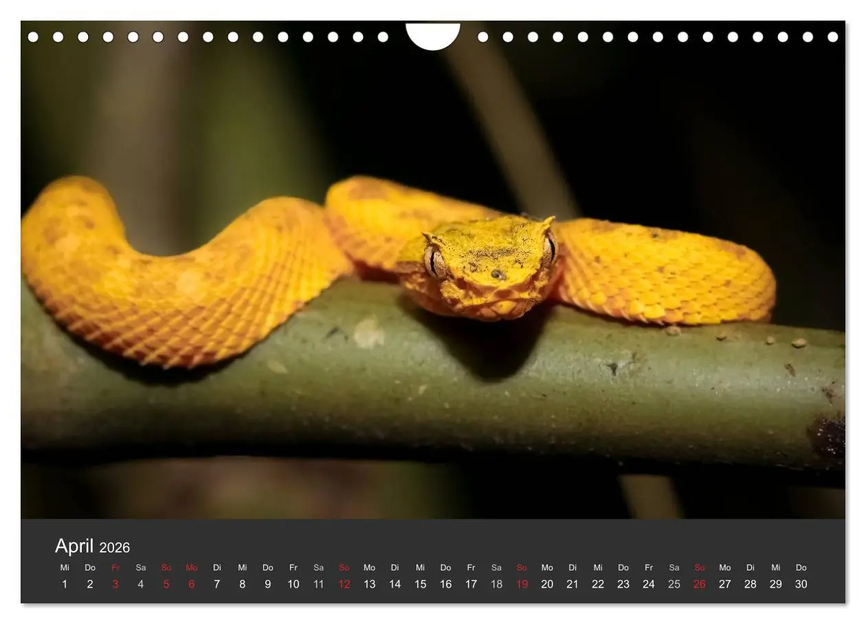Bild: 9783516128208 | Costa Rica tierisch gut 2026 (Wandkalender 2026 DIN A4 quer),...