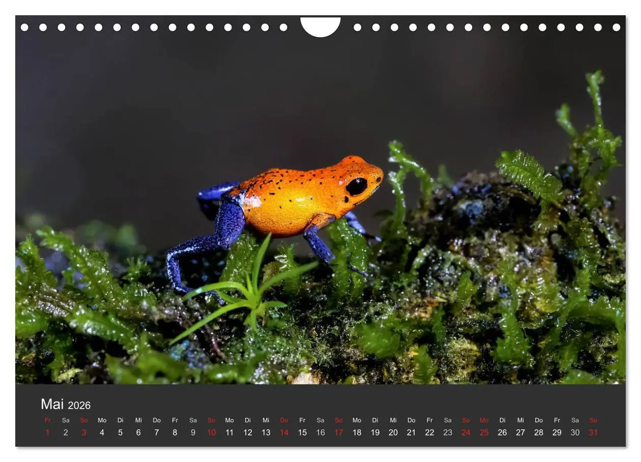 Bild: 9783516128208 | Costa Rica tierisch gut 2026 (Wandkalender 2026 DIN A4 quer),...