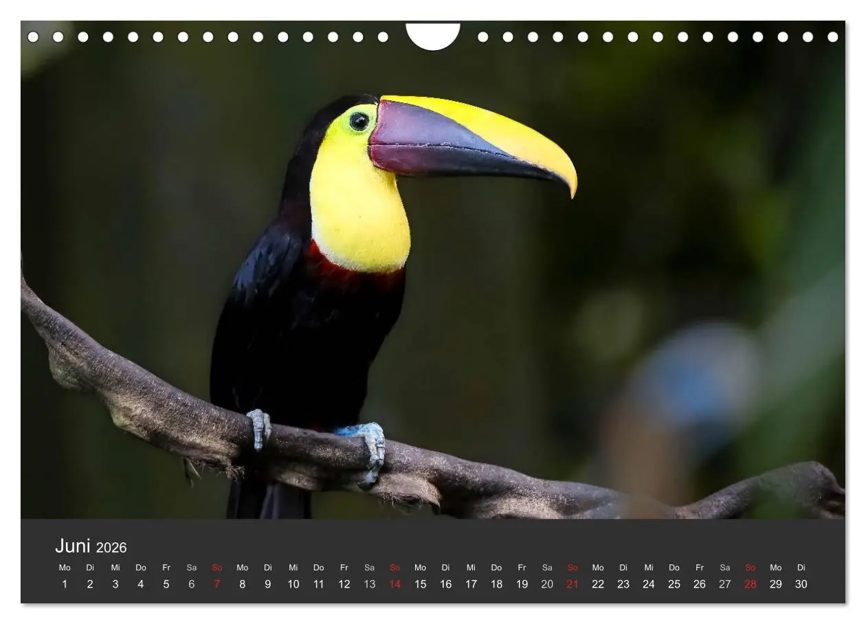 Bild: 9783516128208 | Costa Rica tierisch gut 2026 (Wandkalender 2026 DIN A4 quer),...