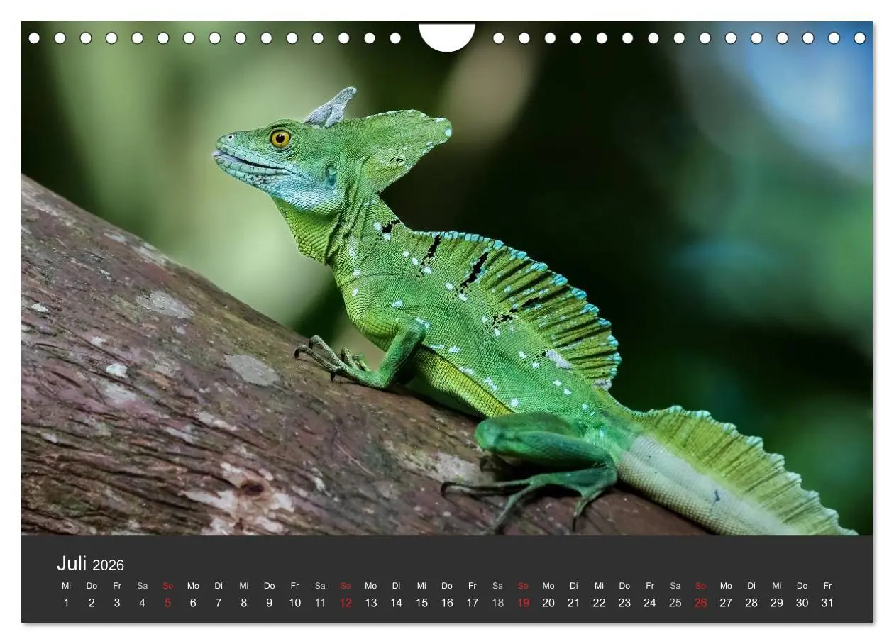 Bild: 9783516128208 | Costa Rica tierisch gut 2026 (Wandkalender 2026 DIN A4 quer),...