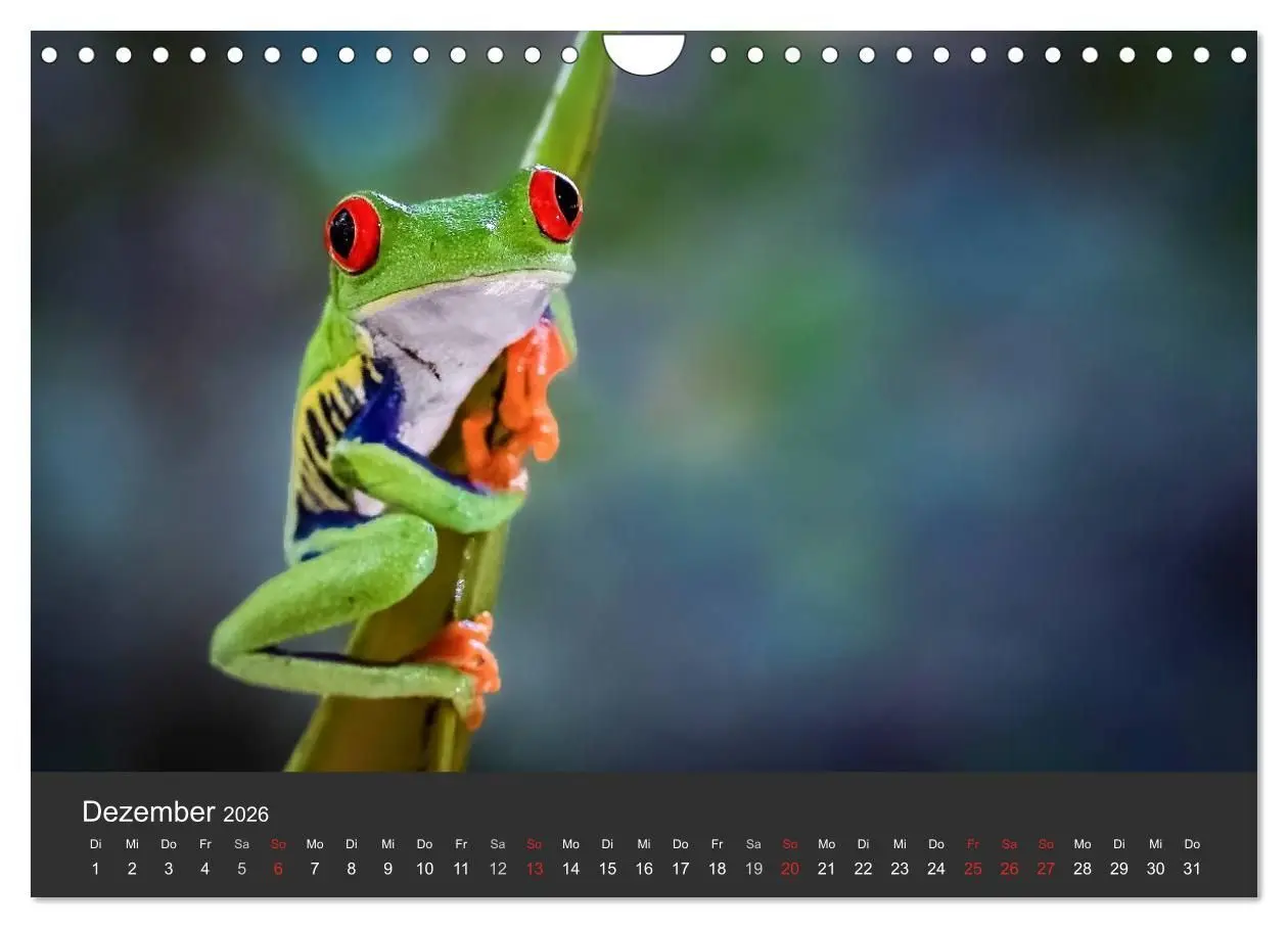 Bild: 9783516128208 | Costa Rica tierisch gut 2026 (Wandkalender 2026 DIN A4 quer),...