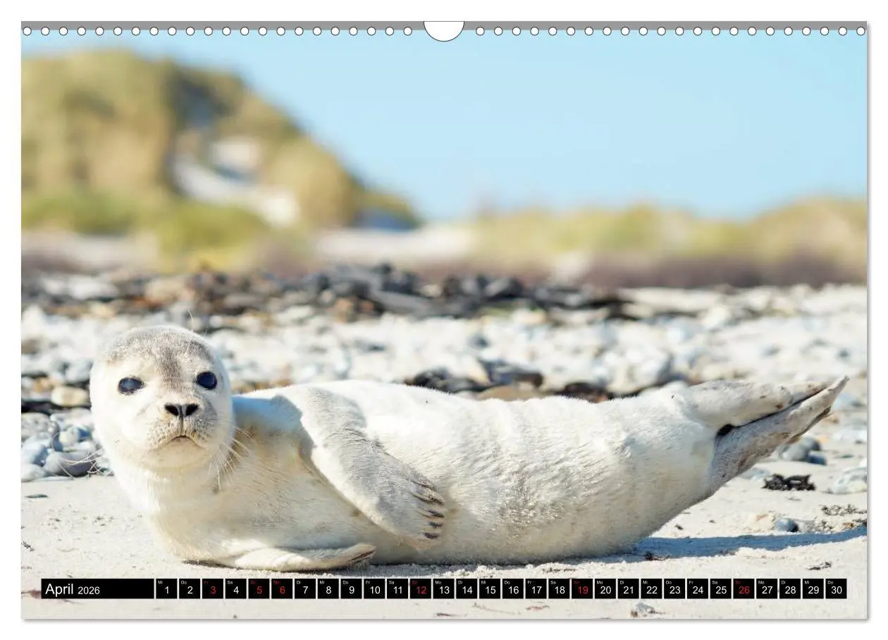 Bild: 9783457958308 | Robben an der Nordsee (Wandkalender 2026 DIN A3 quer), CALVENDO...