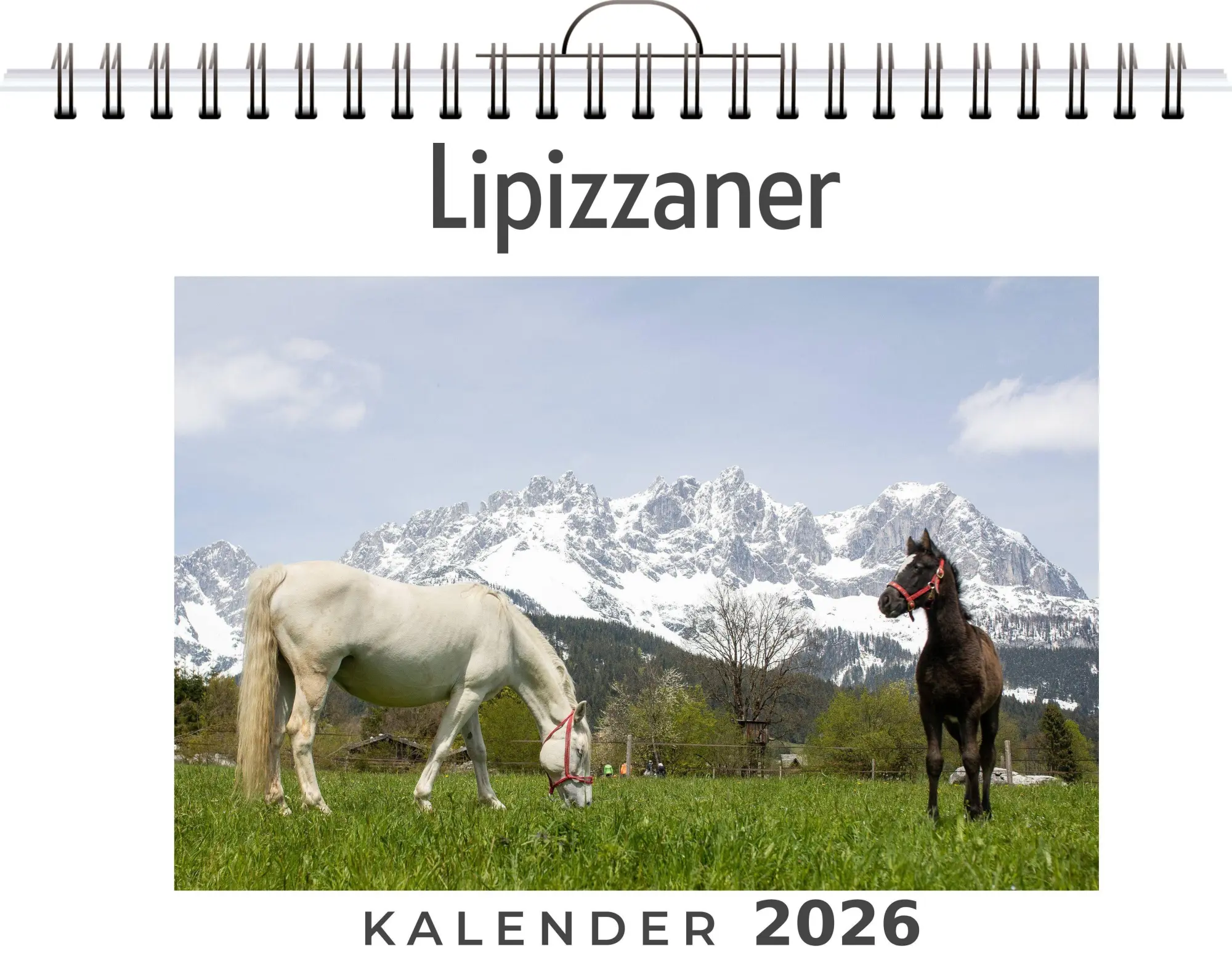 Cover: 9783695318308 | Lipizzaner | Olivia Horn | Kalender | Deutsch | 2026 | FlipFlop