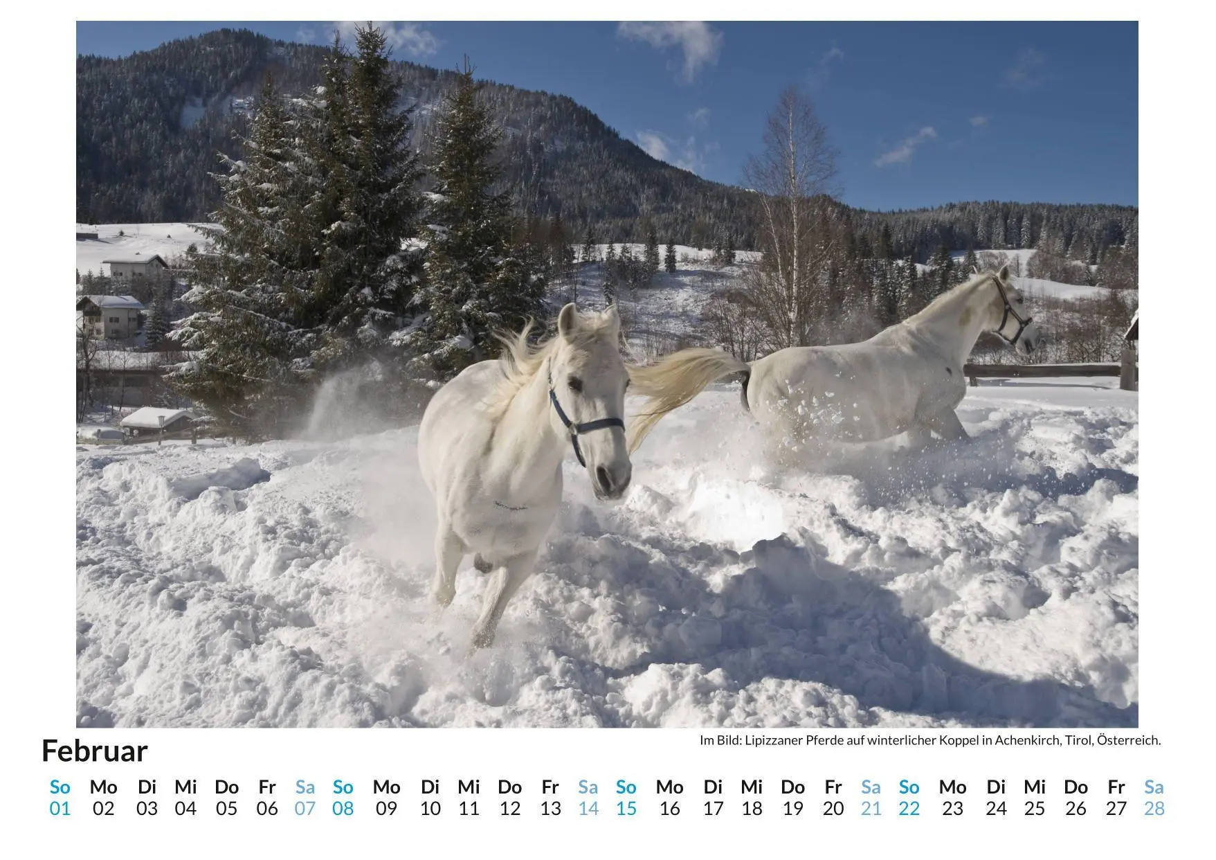Bild: 9783695318308 | Lipizzaner | Olivia Horn | Kalender | Deutsch | 2026 | FlipFlop