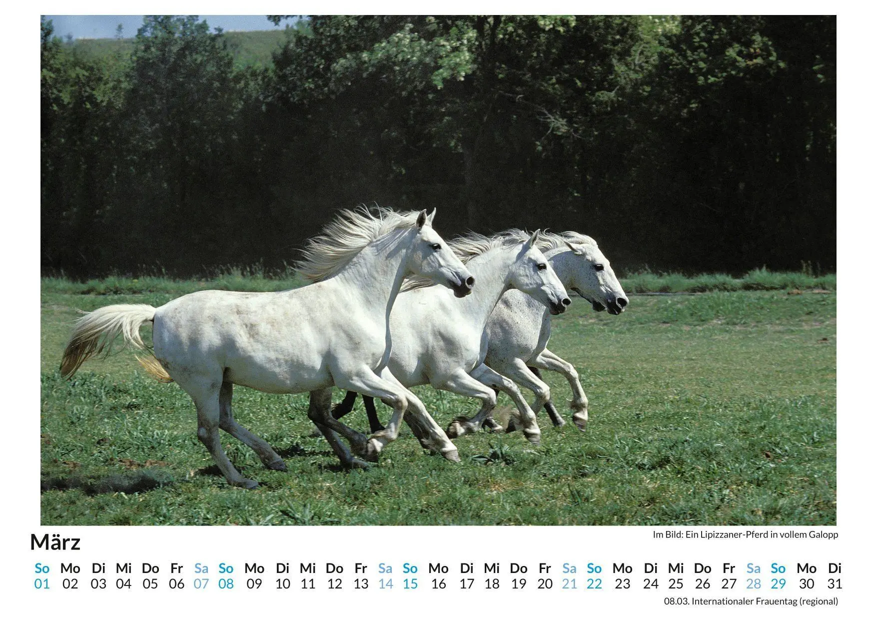 Bild: 9783695318308 | Lipizzaner | Olivia Horn | Kalender | Deutsch | 2026 | FlipFlop
