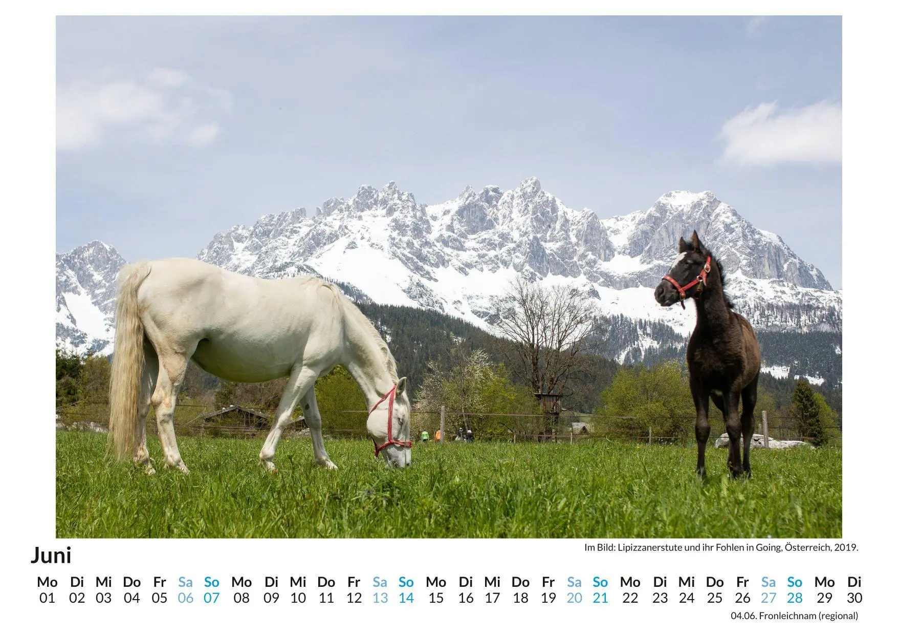 Bild: 9783695318308 | Lipizzaner | Olivia Horn | Kalender | Deutsch | 2026 | FlipFlop