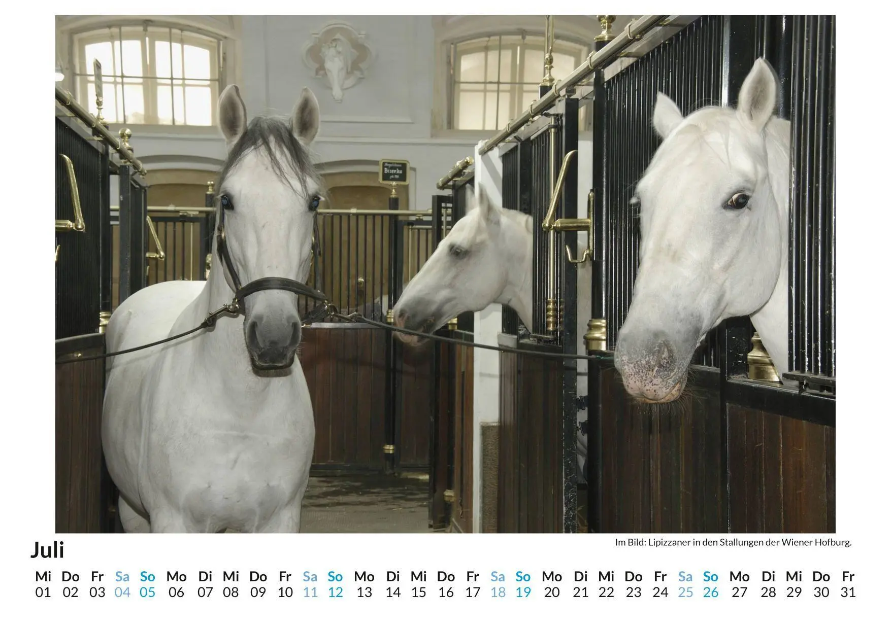 Bild: 9783695318308 | Lipizzaner | Olivia Horn | Kalender | Deutsch | 2026 | FlipFlop