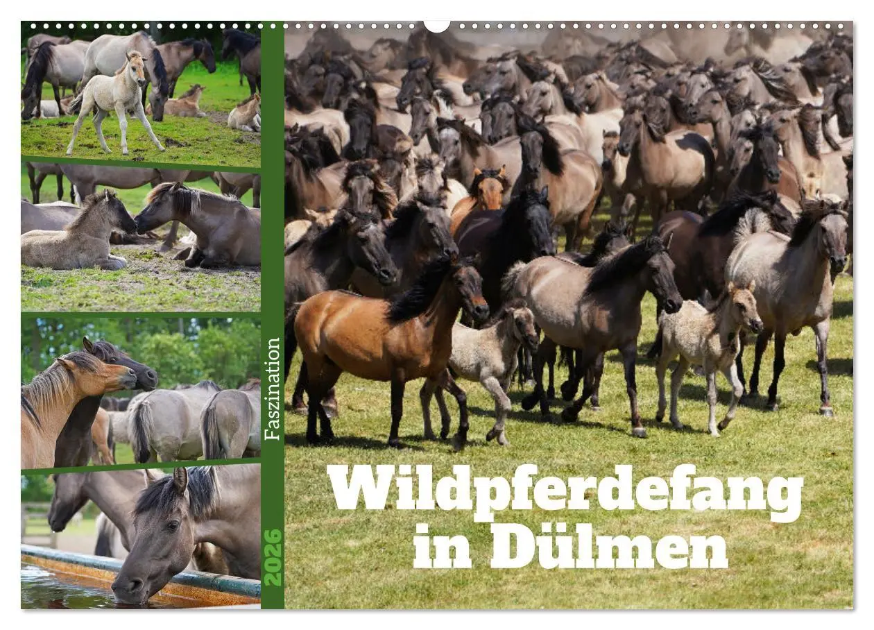Cover: 9783457568408 | Faszination Wildpferdefang in Dülmen (Wandkalender 2026 DIN A2...