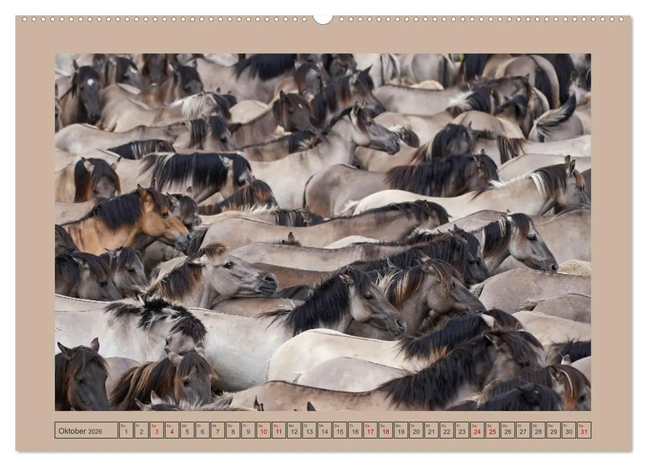 Bild: 9783457568408 | Faszination Wildpferdefang in Dülmen (Wandkalender 2026 DIN A2...