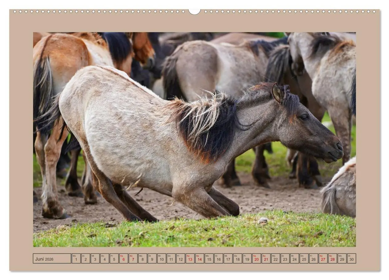 Bild: 9783457568408 | Faszination Wildpferdefang in Dülmen (Wandkalender 2026 DIN A2...