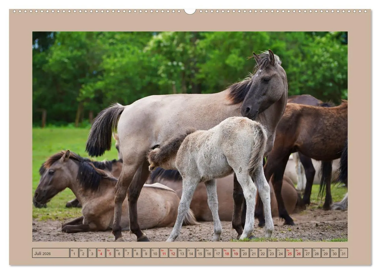 Bild: 9783457568408 | Faszination Wildpferdefang in Dülmen (Wandkalender 2026 DIN A2...