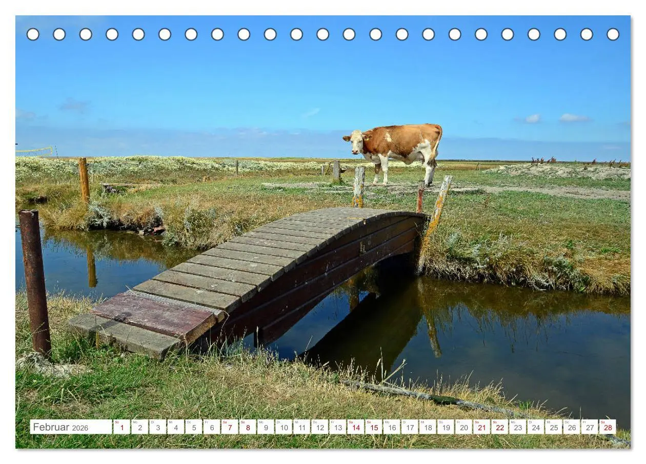 Bild: 9783457918708 | Sommertage auf Hallig Hooge (Tischkalender 2026 DIN A5 quer),...