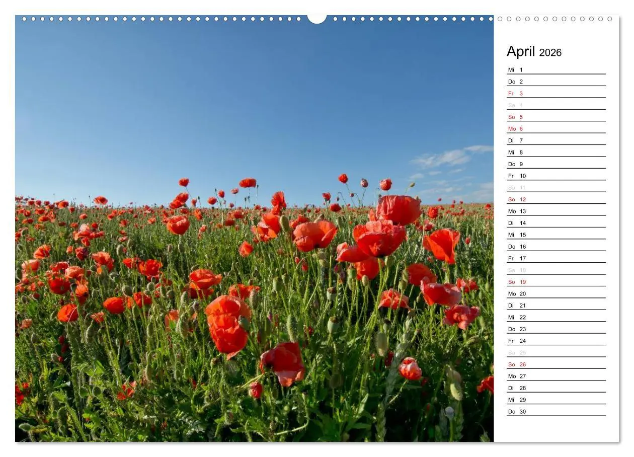Bild: 9783457688908 | Ein Traum von Mohn (hochwertiger Premium Wandkalender 2026 DIN A2...